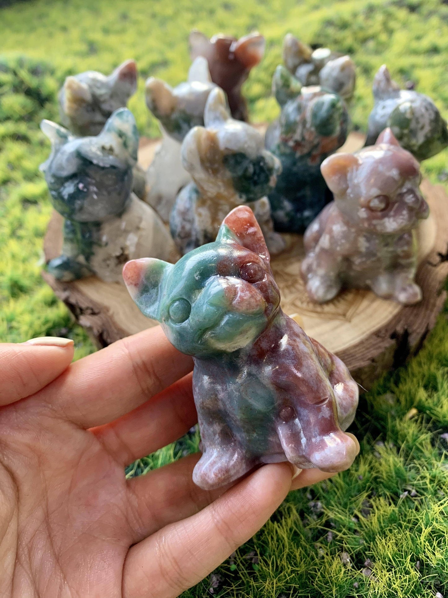 Ocean jasper dog