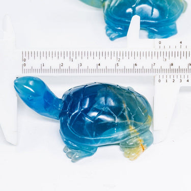 Blue Onyx Tortoise